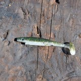 Strike Pro Piglet Shad 7g – Effektivt Gummibete för Gädda & Gös (6-pack)